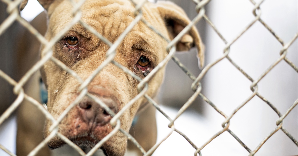&ldquo;Im Tierschutz klafft eine gro&szlig;e L&uuml;cke&rdquo;